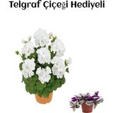 Hediyelik Beyaz Sardunya Çiçeği Sevgililer Gününe Özel Telgraf Hediyeli