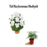 Hediyelik Beyaz Sardunya Fidanı Öğretmenler Gününe Özel Tül Kuşkonmaz Hediyeli