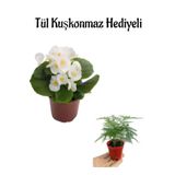 Hediyelik Beyaz Şeker Begonya Çiçeği Öğretmenler Gününe Özel Tül Kuşkonmaz Hediyeli