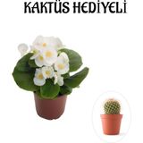 Hediyelik Beyaz Şeker Begonya Çiçeği Sevgililer Gününe Özel Kaktüs Hediyeli