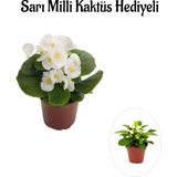Hediyelik Beyaz Şeker Begonya Çiçeği Sevgililer Gününe Özel Sarı Milli Kaktüs Hediyeli