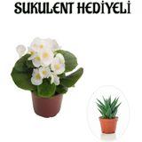 Hediyelik Beyaz Şeker Begonya Çiçeği Sevgililer Gününe Özel Sukulent Hediyeli