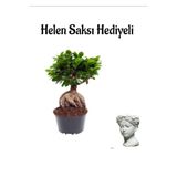 Hediyelik Bonsai Bitkisi-Çiçeği Sevgililer Gününe Özel Helen Saksı Hediyeli