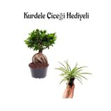 Hediyelik Bonsai Bitkisi-Çiçeği Sevgililer Gününe Özel Kurdele Çiçeği Hediyeli, BTS001NA2240
