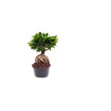 Hediyelik Bonsai Bitkisi Sevgililer Gününe Özel Sukulent Hediyeli, SRD30012025BYB244