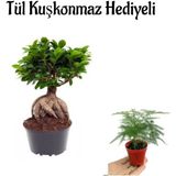 Hediyelik Bonsai Bitkisi Sevgililer Gününe Özel Tül Kuşkonmaz