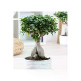 Hediyelik Bonsai Ficus Microcarpa