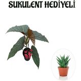 Hediyelik Çiçekli Çilli Begonya Çiçeği Sevgililer Gününe Özel Sukulent Hediyeli