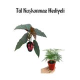 Hediyelik Çiçekli Çilli Begonya Çiçeği Sevgililer Gününe Özel Tül Kuşkonmaz