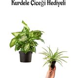 Hediyelik Difenbahya Bitkisi Sevgililer Gününe Özel Kurdele Çiçeği Hediyeli