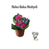 Hediyelik Kırmızı Renk Kalanşo(Kalanchoe) Çiçeği Sevgililer Gününe Özel Helen Saksı Hediyeli, BTS001NA2031