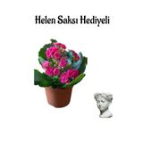 Hediyelik Kırmızı Renk Kalanşo(Kalanchoe) Çiçeği Sevgililer Gününe Özel Helen Saksı Hediyeli, SRD30012025BYB760