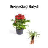 Hediyelik Kırmızı Renk Kalanşo(Kalanchoe) Çiçeği Sevgililer Gününe Özel Kurdele Çiçeği Hediyeli, SRD30012025BYB789