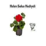 Hediyelik Kırmızı Renk Saradunya Çiçeği Sevgililer Gününe Özel Helen Saksı Hediyeli