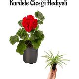 Hediyelik Kırmızı Renk Saradunya Çiçeği Sevgililer Gününe Özel Kurdele Çiçeği Hediyeli