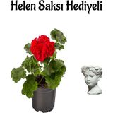 Hediyelik Kırmızı Renk Sardunya Çiçeği Sevgililer Gününe Özel Helen Saksı Hediyeli