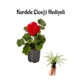Hediyelik Kırmızı Renk Sardunya Çiçeği Sevgililer Gününe Özel Kurdele Çiçeği Hediyeli