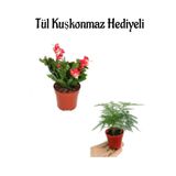 Hediyelik Kırmızı Renk Yılbaşı Çiçeği Kadınlar Gününe Özel Tül Kuşkonmaz Hediyeli