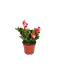 Hediyelik Kırmızı Renk Yılbaşı Çiçeği Sevgililer Gününe Özel Sukulent Hediyeli, SRD30012025BYB1115