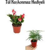 Hediyelik Kırmızı Renk Yılbaşı Çiçeği Sevgililer Gününe Özel Tül Kuşkonmaz Hediyeli