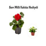 Hediyelik Kırmızı Sardunya Çiçeği Sevgililer Gününe Özel Sarı Milli Kaktüs Hediyeli, SRD30012025BYB932