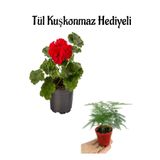 Hediyelik Kırmızı Sardunya Fidanı Öğretmenler Gününe Özel Tül Kuşkonmaz Hediyeli