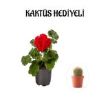 Hediyelik Kırmızı Sardunya Fidanı Sevgililer Gününe Özel Kaktüs Hediyeli, BTS001NA2957