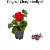 Hediyelik Kırmızı Sardunya Fidanı Sevgililer Gününe Özel Telgraf Hediyeli