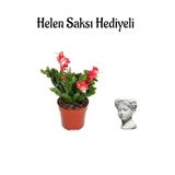 Hediyelik Kırmızı Yılbaşı Çiçeği Sevgililer Gününe Özel Helen Saksı Hediyeli, BTS001NA2475