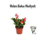 Hediyelik Kırmızı Yılbaşı Çiçeği Sevgililer Gününe Özel Helen Saksı Hediyeli, SRD30012025BYB1130