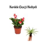 Hediyelik Kırmızı Yılbaşı Çiçeği Sevgililer Gününe Özel Kurdele Çiçeği Hediyeli, SRD30012025BYB1118