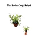 Hediyelik Kurdele Çiçeği Anneler Gününe Özel Mini Kurdele Çiçeği, SRD30012025BYB826