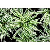 Hediyelik Kurdele Çiçeği Fidanı 10-20 Cm