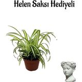 Hediyelik Kurdele Çiçeği Sevgililer Gününe Özel Helen Saksı Hediyeli