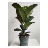 Hediyelik Mini Boy Kauçuk Çiçeği Canlı Yapraklı 20-45Cm (Ficus Elastica), GDB15112024NA20