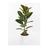 Hediyelik Mini Boy Kauçuk Çiçeği Canlı Yapraklı 20-45Cm (Ficus Elastica), SRD1322025BYB03