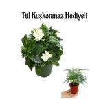 Hediyelik Mis Kokulu Gardenya Çiçeği Anneler Gününe Özel Tül Kuşkonmaz Hediyeli
