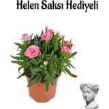 Hediyelik Mis Kokulu Pembe Karanfil Çiçeği Sevgililer Gününe Özel Helen Saksı Hediyeli