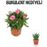 Hediyelik Mis Kokulu Şeker Pembe Karanfil Çiçeği Sukulent Hediyeli