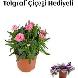 Hediyelik Mis Kokulu Şeker Pembe Karanfil Çiçeği Telgraf Hediyeli
