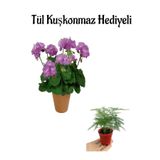 Hediyelik Mor Renk Sardunya Fidanı Anneler Gününe Özel Tül Kuşkonmaz