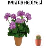 Hediyelik Mor Renk Sardunya Fidanı Sevgililer Gününe Özel Kaktüs Hediyeli