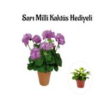 Hediyelik Mor Renk Sardunya Fidanı Sevgililer Gününe Özel Sarı Milli Kaktüs Hediyeli, SRD30012025BYB846