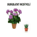 Hediyelik Mor Renk Sardunya Fidanı Sevgililer Gününe Özel Sukulent Hediyeli, BTS001NA2860