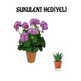 Hediyelik Mor Renk Sardunya Fidanı Sevgililer Gününe Özel Sukulent Hediyeli, SRD30012025BYB902
