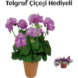 Hediyelik Mor Renk Sardunya Fidanı Sevgililer Gününe Özel Telgraf Hediyeli