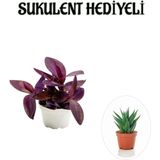 Hediyelik Mor Telgraf- Kara Sevda Çiçeği Sevgililer Gününe Özel Sukulent Hediyeli
