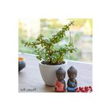 Hediyelik Para Ağacı Dekoratif Saksıda Bonsai no2