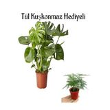 Hediyelik Parlak Geniş Yapraklı Deve Tabanı Bitkisi Tül Kuşkonmaz, BTS001NA2609