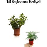 Hediyelik Parlak Yapraklı Şans Para Ağacı Fidanı Tül Kuşkonmaz Hediyeli